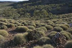 Australia - Spinifex covered hillsides