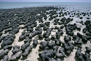 Bays Prints: Australia - Stromatolites, Hamelin pool, Shark bay, Western Australia