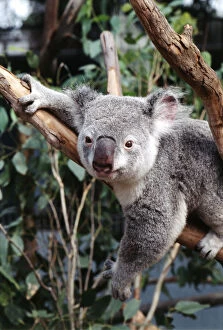 Images Dated 12th June 2014: Australia, Sydney, Featherdale Wildlife