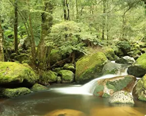 Present Idea Prints: Australia Taggerty River, Keppel falls scenic Reserve. Marysville, Victoria