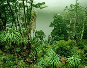 Lakes Prints: AUSTRALIA, Tasmania Franklin-Gordon Wild Rivers National Park Lake Tahune and alpine forest near Frenchmans Cap