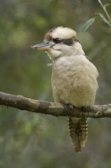 Kingfisher Gallery: Australia, Tasmania. Kookaburra