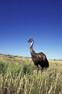 Australia, Western Australia. Emu (Dromaius)
