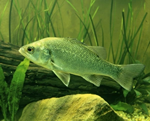 Images Dated 18th November 2008: Australian Bass - Australian Capital Territory, Australia JPF31998