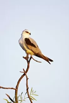 Black Shouldered Gallery: Australian Black-Shouldered Kite - perched on top of a tree