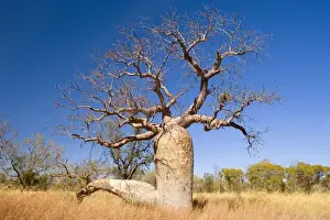 Baobabs Prints: Australian Boab - impressive specimen of the australian boab growing in grassy bushland