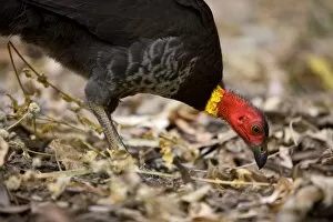 Australian Brush Turkey - adult on the floor of a tropical rainforest searching for food between fallen leaves