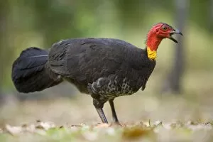 Images Dated 26th August 2008: Australian Brush Turkey - adult on the floor of a tropical rainforest calling out - Paluma Range