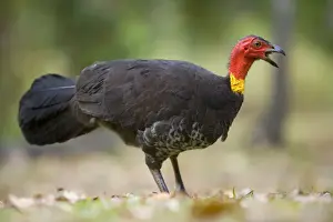 Australian Brush Turkey - adult on the floor of a tropical rainforest calling out - Paluma Range National Park, Wet Tropics World Heritage Area, Queensland, Australia