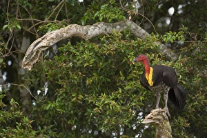 Images Dated 5th October 2008: Australian Brush Turkey - adult sits on a dead tree branch high up in the trees