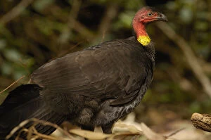 Images Dated 18th June 2010: Australian Brush-turkey (Alectura lathami)