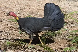 Turkeys Prints: Australian Brush-turkey An Australian endemic inhabiting rainforests of eastern Australia