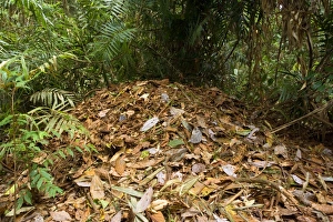 Images Dated 2nd September 2008: Australian Brush Turkey - rather huge breeding hill consisting of leaves