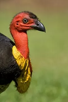Images Dated 3rd September 2008: Australian Brush Turkey - side portrait of an adult male