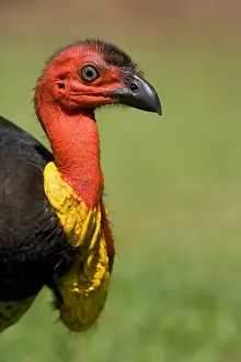 Turkeys Prints: Australian Brush Turkey - side portrait of an adult male - Atherton Tablelands