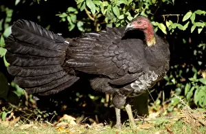 Turkeys Prints: Australian Brush-Turkey - Queensland, Australia JPF32423