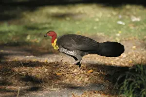 Australian Brush-turkey Raking leaves towards mound Mt Coot-tha, Brisbane, Queensland, Australia