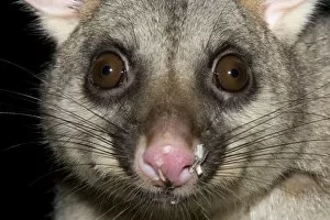 Australian Brushtail Possum - with seed husks on its nose as evidence of feeding on a bird feeder at night
