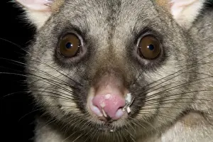 Urban Prints: Australian Brushtail Possum - with seed husks on its nose as evidence of feeding on a bird feeder at night