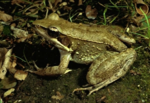 Australian bullfrog Australian bullfrog