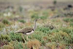 Images Dated 23rd March 2011: Australian Bustard