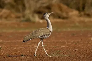 Australian Bustard - Found throughout Australia except for the southeast. Reasonably common in open woodlands and grasslands particularly away from aboriginal settlements. At the Mt Barnett airstrip, Kimberley, Western Australia