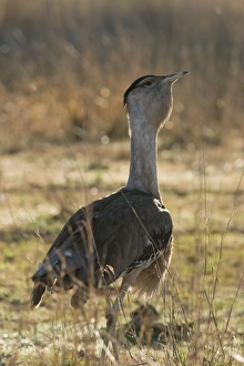 Images Dated 9th December 2003: Australian Bustard Back-lit image of bird. Queensland, Australia