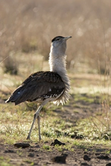 Images Dated 9th December 2003: Australian Bustard - Back-lit image of bird ruffling its feathers - Queensland, Australia