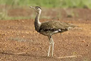 Australian Bustard Regularly eaten by Aboriginal communities but still surprisingly common. At Mt Barnett, Gibb River Road, Kimberley, Western Australia