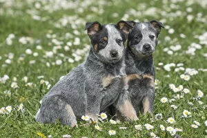Australian Cattle Dog puppies outdoors