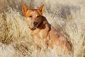 Australian Cattle Dog / Red Heeler