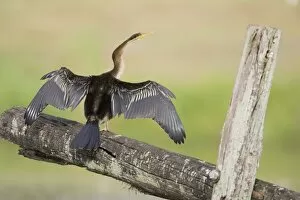 Australian Darter - With wings open to dry after swimming