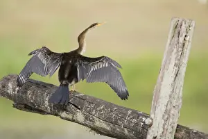 Darter Prints: Australian Darter - With wings open to dry after swimming - Queensland, Australia