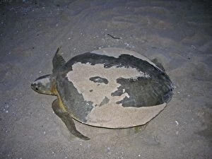 Images Dated 26th October 2005: Australian Flatback Turtle - far northern Queensland - Australia