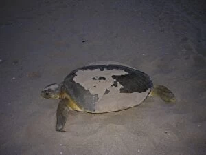 Images Dated 26th October 2005: Australian Flatback Turtle - female