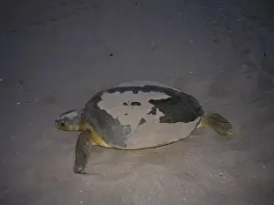Australian Flatback Turtle - female - far northern Queensland - Australia