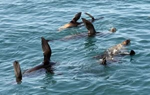 Images Dated 15th September 2009: Australian Fur Seal - elevating flippers to asbsorb the heat
