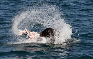 Images Dated 15th September 2009: Australian Fur Seal - feeding on salmon