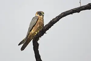 Hobby Prints: Australian Hobby Australian Hobbies have been reported from most parts of Australia