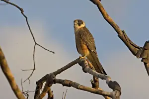 Australian Hobby A bird of open country reported from most of Australia. Near Kununurra Western Australia