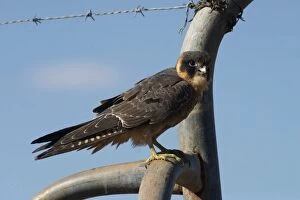 Images Dated 23rd April 2004: Australian Hobby At Lajamanu, an aboriginal community on the northern edge of the Tanami Desert