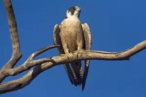 Hobby Prints: Australian Hobby - Perched on branch - Finke, Northern Territory, Australia