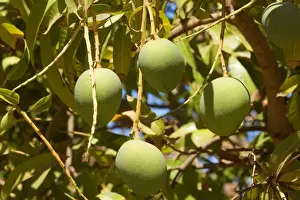 Orchards Prints: Australian Kensington Mango - immature mango fruits hanging in the trees - around Darwin