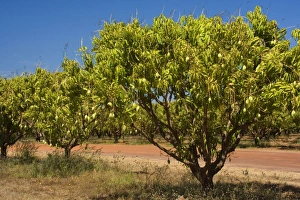 Images Dated 17th August 2008: Australian Kensington Mango - orchard with immature mango fruits hanging in the trees - around