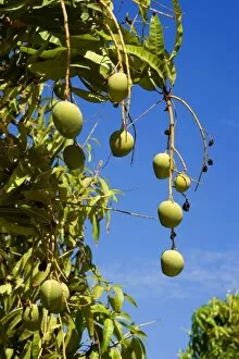 Australian Kensington Mango - orchard with immature mango fruits hanging in the trees