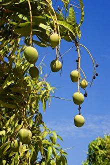 Images Dated 17th August 2008: Australian Kensington Mango - orchard with immature mango fruits hanging in the trees - around