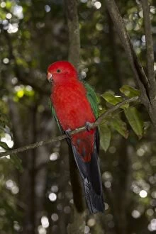 Images Dated 8th August 2014: Australian King Parrot