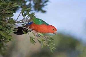 Images Dated 4th October 2008: Australian King Parrot