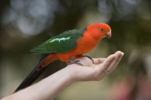 Australian King Parrot - adult male sits on the