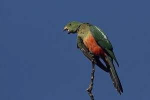Australian King Parrot female calling from a tree top